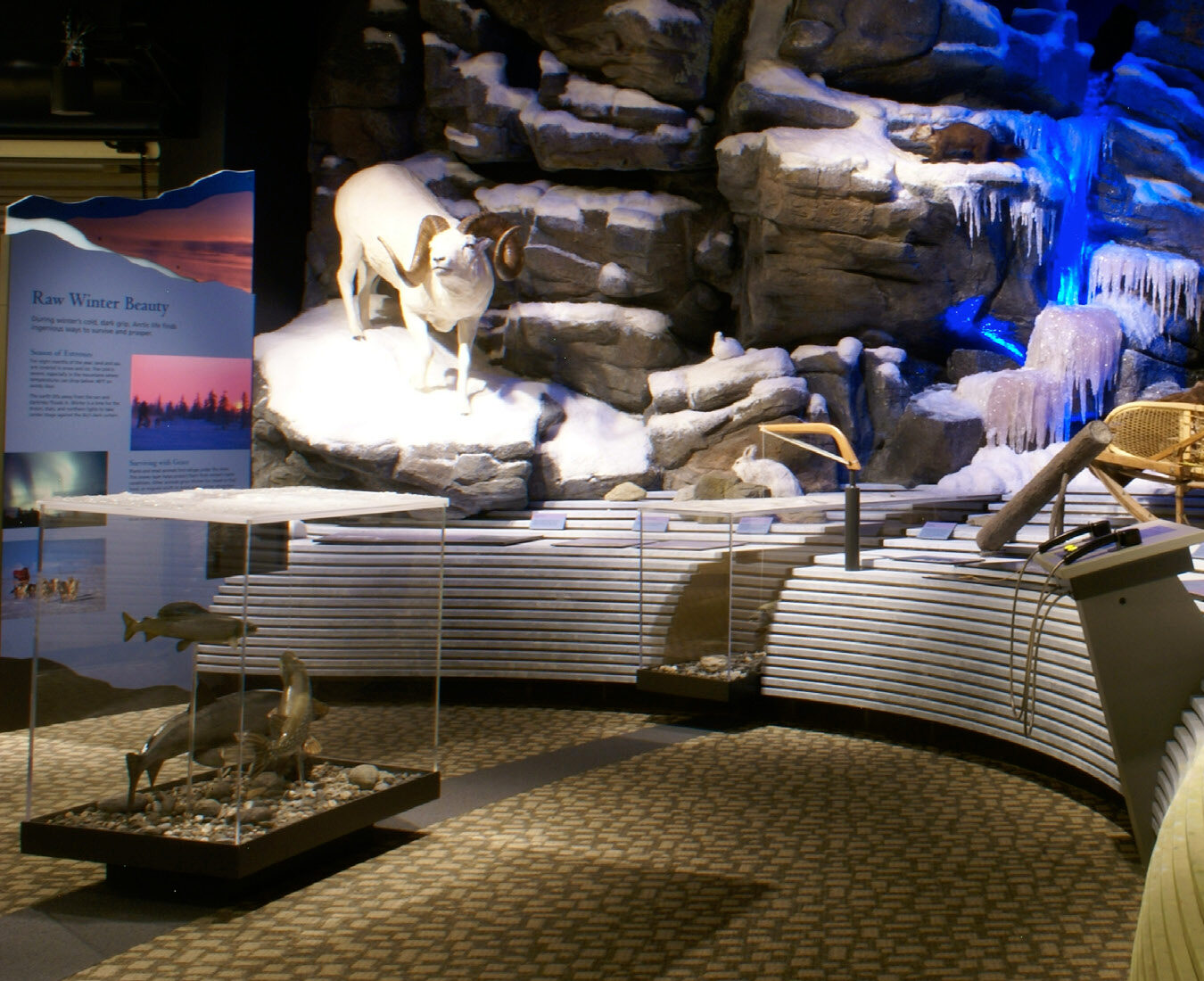 kotzebue exhibit ice caribou